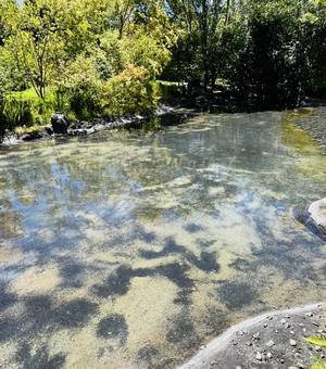 日本庭園 日本庭園の写真