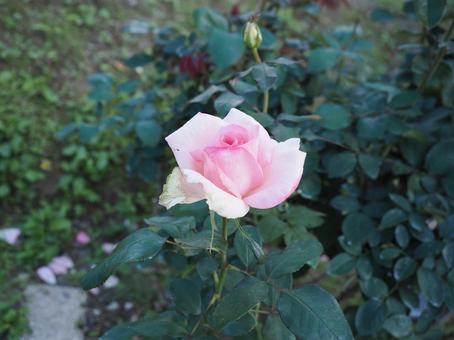 バラ園のピンクの薔薇を撮った写真ですの写真