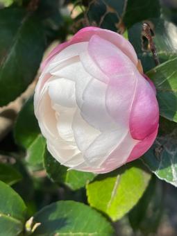 ピンクのグラデーションの蕾 ピンクのグラデーションの蕾 椿,ツバキ,厚葉木の写真素材
