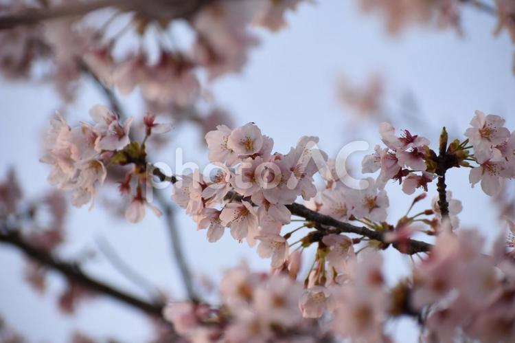 夕陽に照らされる桜 桜,花,夕陽の写真素材