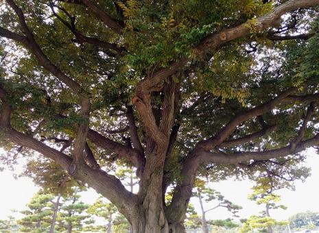 木 木の写真