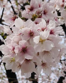桜 ソメイヨシノ (43) 桜 ソメイヨシノ (43)の写真