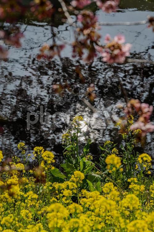 青毛堀川沿いの河津桜 河津桜,サクラ,花の写真素材