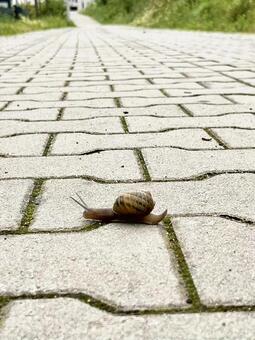 カタツムリ かたつむり,でんでんむし,虫の写真素材