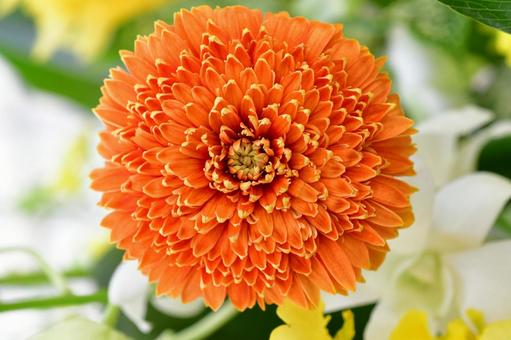 橙色の八重咲きガーベラ 橙色の八重咲きガーベラ 八重咲きガーベラ,オレンジ色,橙色の写真素材