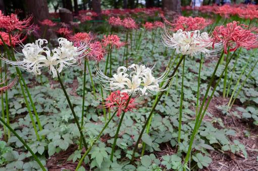 彼岸花 彼岸花の写真