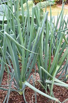 九条ネギ ネギ,九条ネギ,京都の写真素材