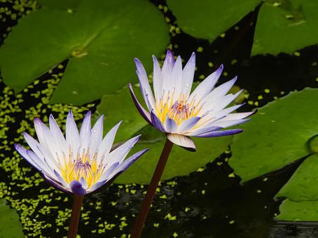 睡蓮　紫式部 すいれん,睡蓮,紫式部の写真素材