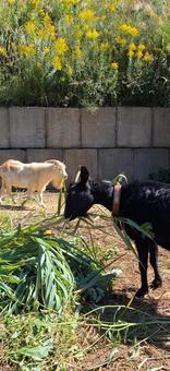 黒ヤギ白やぎの写真