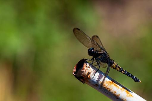 Photo, coconut shell, insect, dragonfly, 