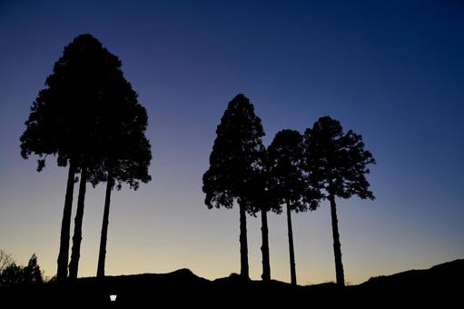 黄昏の樹木のシルエット 風景,自然,空の写真素材