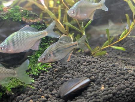 カゼトゲタナゴとニッポンバラタナゴ カゼトゲタナゴとニッポンバラタナゴ カゼトゲタナゴ,バラタナゴ,ニッポンバラタナゴの写真素材