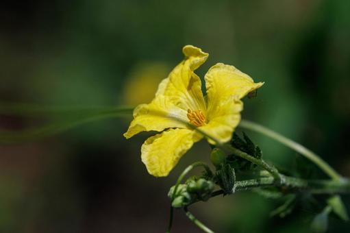 可愛い黄色い花をつけたゴーヤ 植物,黄色,野菜の写真素材
