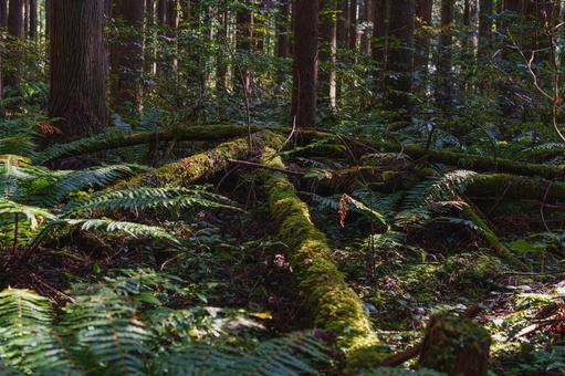 苔むした倒木 苔,ミズゴケ,シダの写真素材