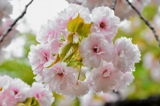桜 桜の写真