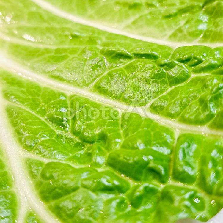 みずみずしい白菜② 白菜,はくさい,野菜の写真素材