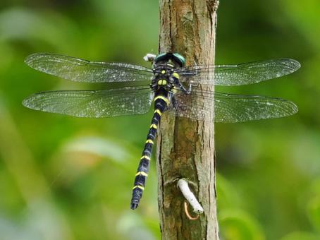オニヤンマ オニヤンマ,飛翔,飛ぶの写真素材