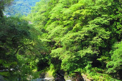 徳島県-祖谷のかずら橋 徳島県-祖谷のかずら橋 祖谷,かずら橋,奇橋の写真素材