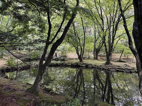 雲場池の木立 10月(旧軽井沢) 雲場池の木立 10月(旧軽井沢) 雲場池,旧軽井沢,木立の写真素材