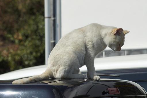 cat, JPG cat, JPG