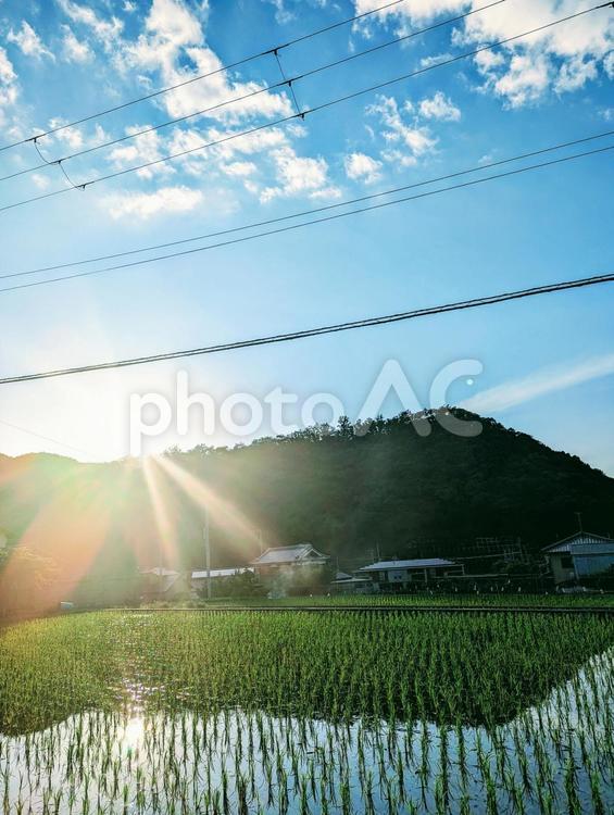 夕暮れ時の田んぼ 田園,夕暮れ,田んぼの写真素材