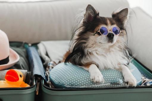 スーツケースのネックピローから遠くを見るサングラスの犬の写真