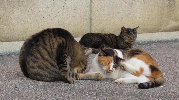 まったりとした時を過ごす昼下がりの猫様達 猫,三毛猫,キジトラの写真素材