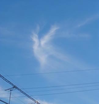 Phoenix (cloud) perched on a power line, JPG