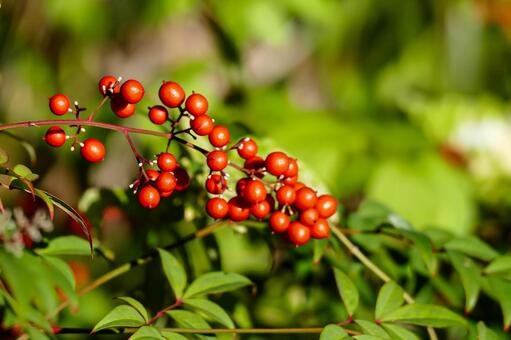 緑の葉に囲まれた南天の赤い実 南天,ナンテン,実の写真素材