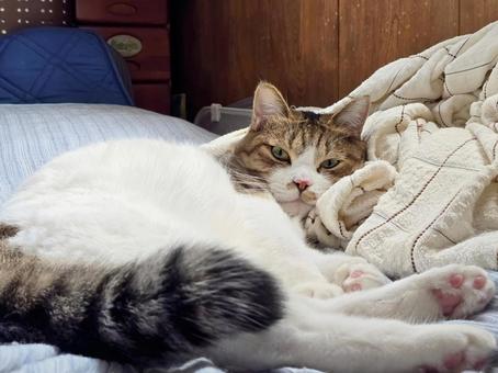 まったりする猫 まったりする猫 猫,ネコ,キジシロの写真素材