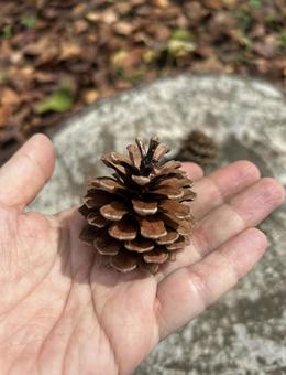 松ぼっくり 松ぼっくり 松ぼっくり,秋,自然の写真素材