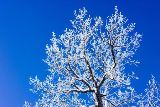 霧氷と青空 霧氷,大木,防風林の写真素材