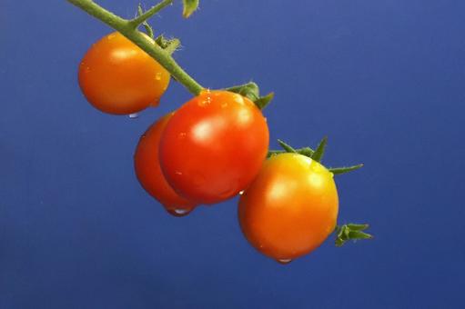朝つゆのミニトマト 朝つゆのミニトマト 野菜,食べ物,食材の写真素材