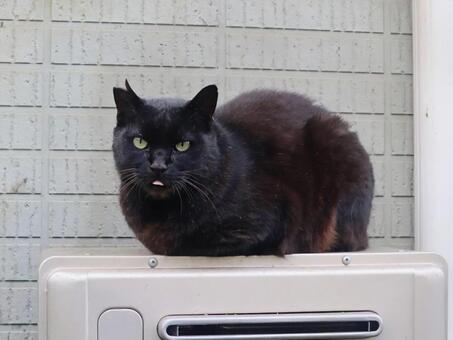 防寒対策 猫,動物,ファンヒーターの写真素材