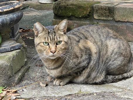 ネコ ネコ,猫,野良猫の写真素材