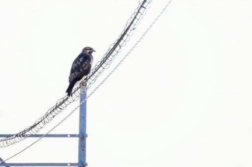 ノスリ(21)の写真