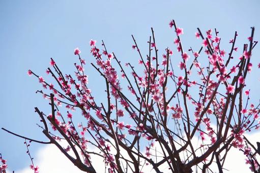 梅の花 梅の花の写真