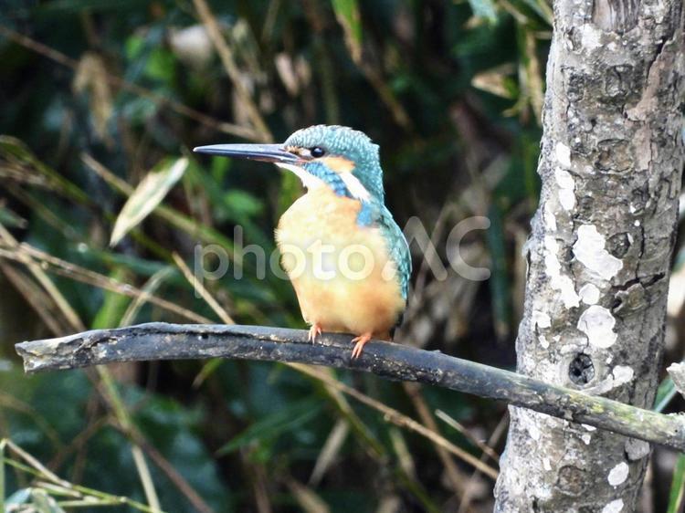 枝にとまるカワセミ 鳥,野鳥,カワセミの写真素材