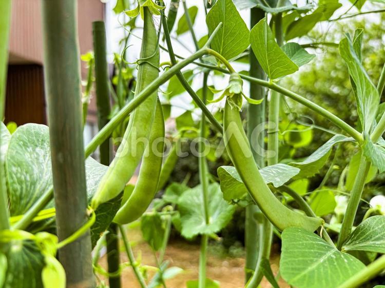 家庭菜園のスナップエンドウ 野菜,スナップエンドウ,家庭菜園の写真素材