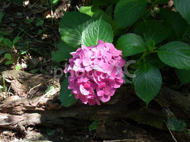 郊外の林道脇に咲くピンク色のアジサイ アジサイ,花,植物の写真素材
