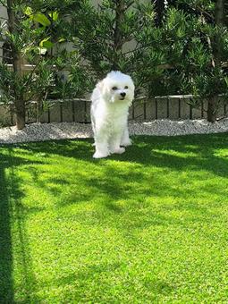 マルチーズ マルチーズの写真
