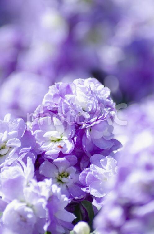 ストック ストック,花,フラワーの写真素材