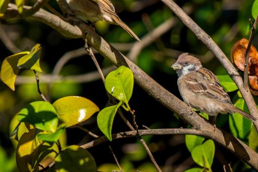 枝にとまるスズメ・コピースペース スズメ,雀,鳥の写真素材