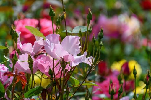 初夏に咲くピンクの薔薇 初夏に咲くピンクの薔薇の写真