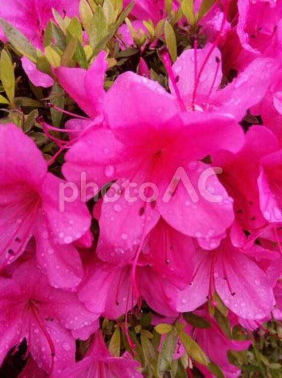雨に濡れたツツジ ツツジ,濡れる,赤紫の写真素材