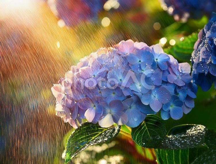 雨上がりのアジサイ アジサイ,花,梅雨の写真素材