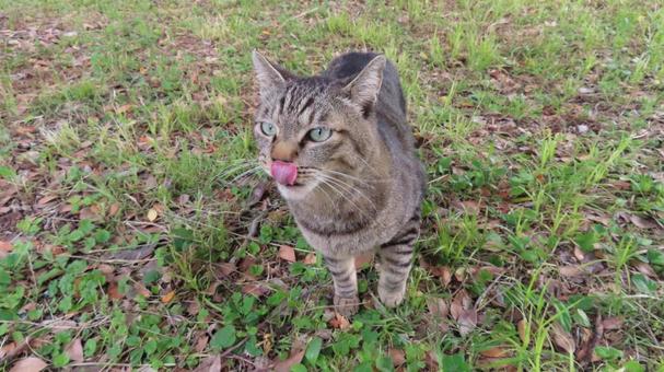 ペロペロしながらお散歩中のあざとい猫様 ペロペロしながらお散歩中のあざとい猫様 猫,キジトラ,パトロールの写真素材