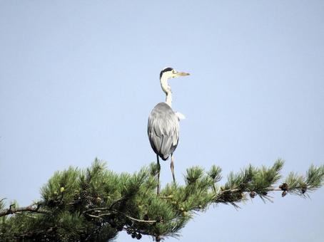 アオサギ アオサギの写真