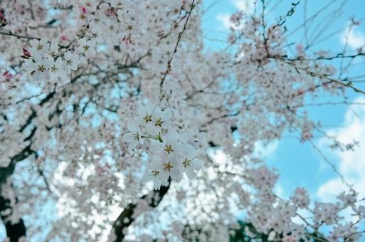桜 桜の写真