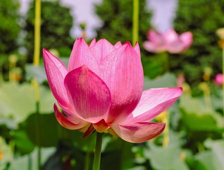 古代ハスの花6ー35の写真